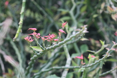 Pedilanthus tithymaloides